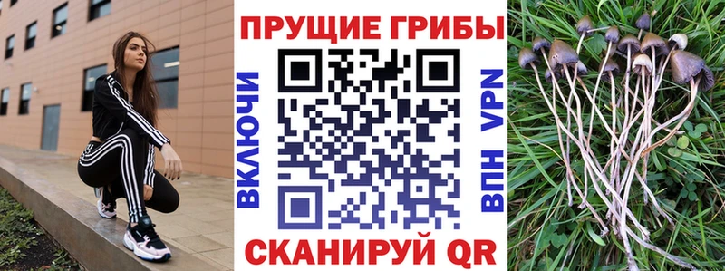 дарнет шоп  Бежецк  Псилоцибиновые грибы Psilocybine cubensis 